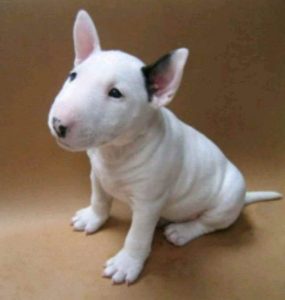 Bull Terrier Ingles Cachorro
