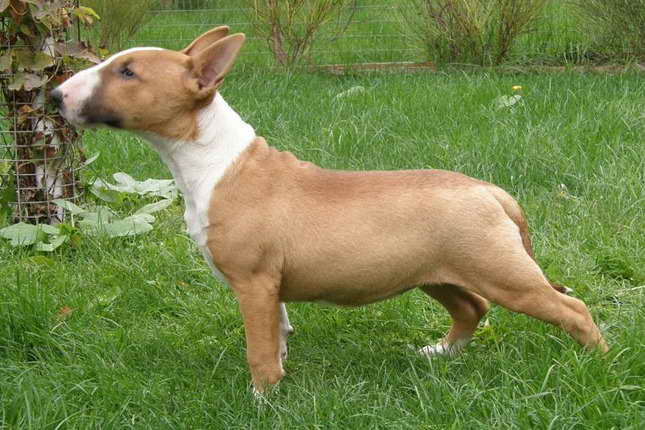 Bull Terrier Miniature For Sale