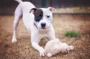 Bull Terrier Mix Puppies