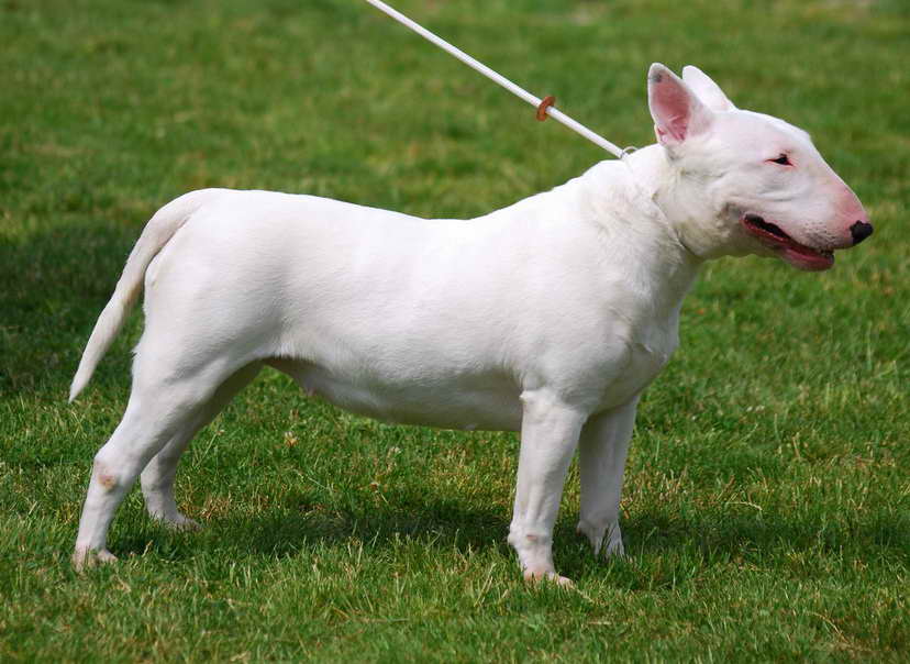 Bull Terrier Picture