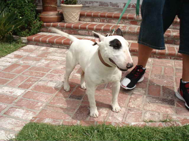 Bull Terrier Puppies California