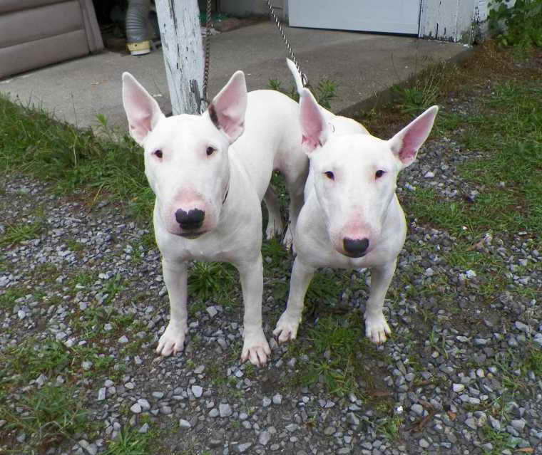Bull Terrier Puppies For Sale Colorado