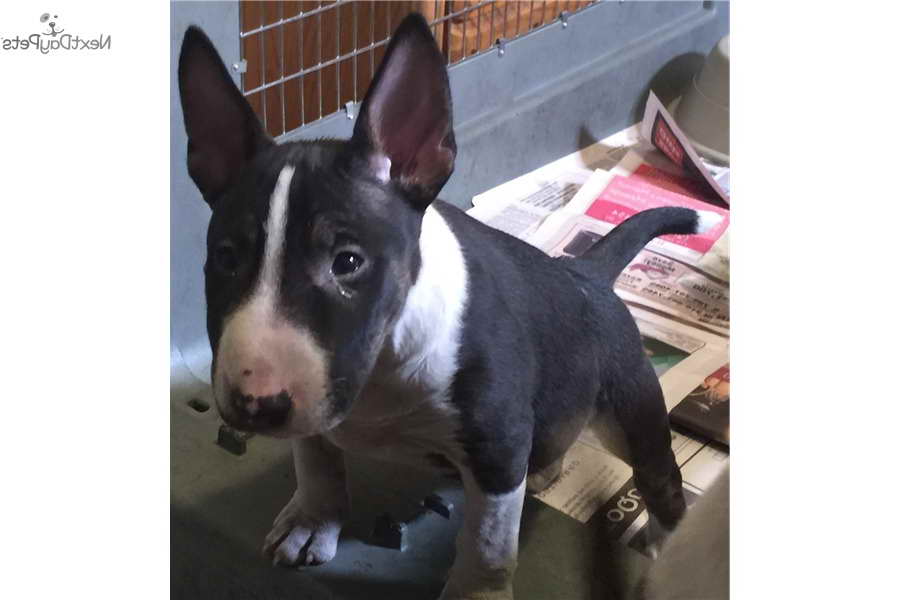 Bull Terrier Puppies For Sale In Chicago