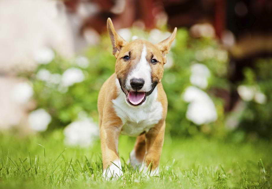 Bull Terrier Puppies For Sale In Indiana
