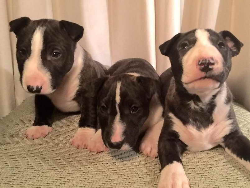 Bull Terrier Puppies For Sale In Los Angeles