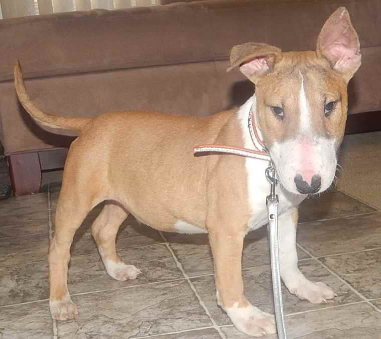 Bull Terrier Puppies For Sale In Miami