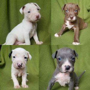 Bull Terrier Puppies For Sale In Michigan