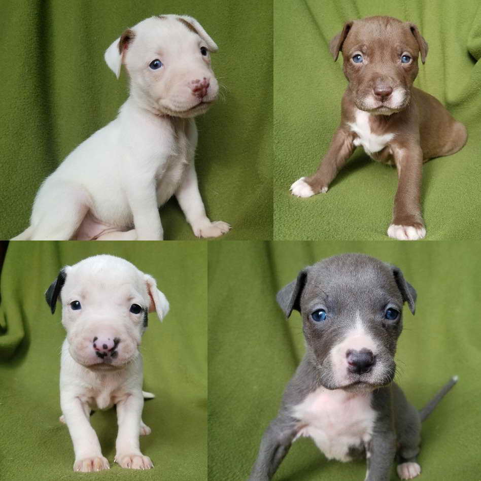 Bull Terrier Puppies For Sale In Michigan PETSIDI