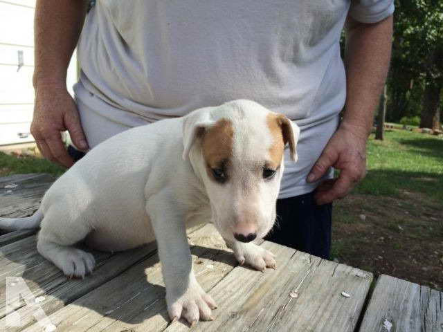 Bull Terrier Puppies For Sale In Missouri