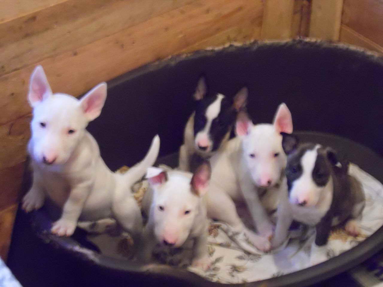 Bull Terrier Puppies For Sale In Oregon