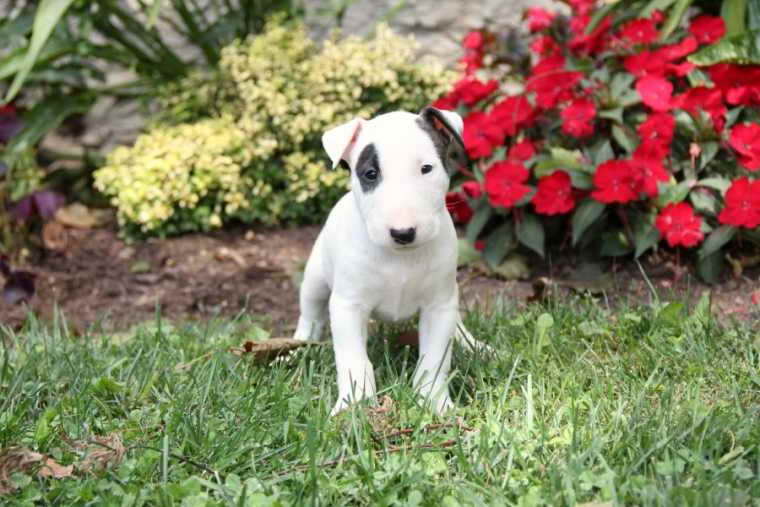 Bull Terrier Puppies For Sale In Sacramento