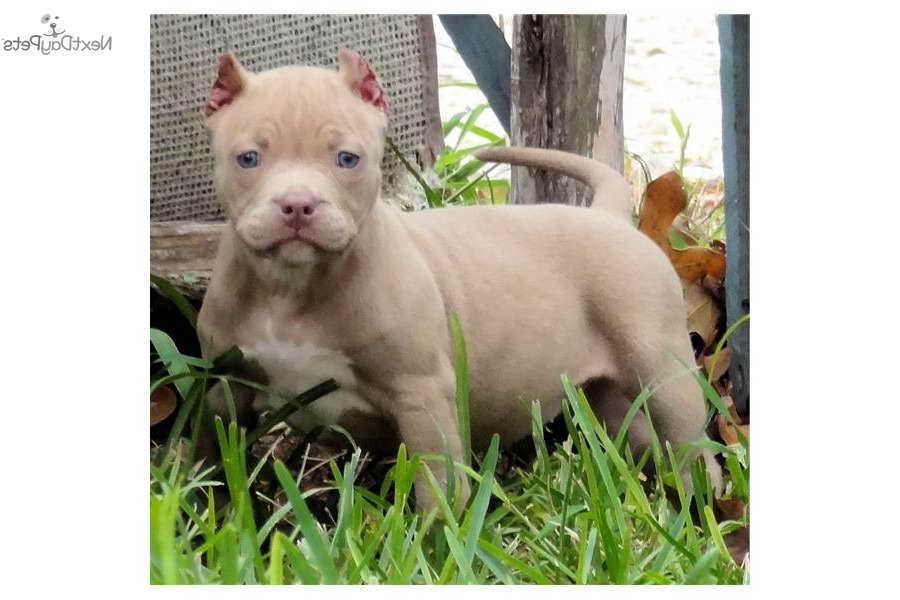 Bull Terrier Puppies For Sale In San Antonio