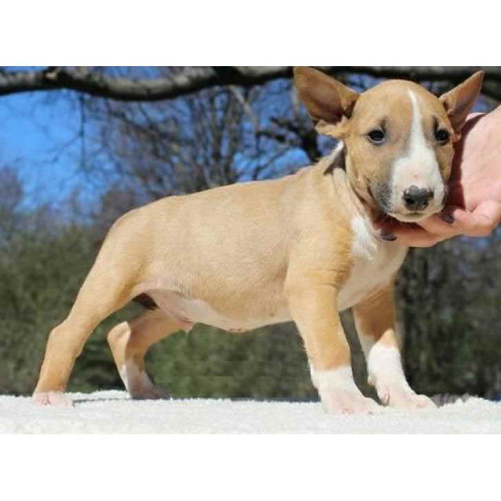 Bull Terrier Puppies For Sale Las Vegas PETSIDI
