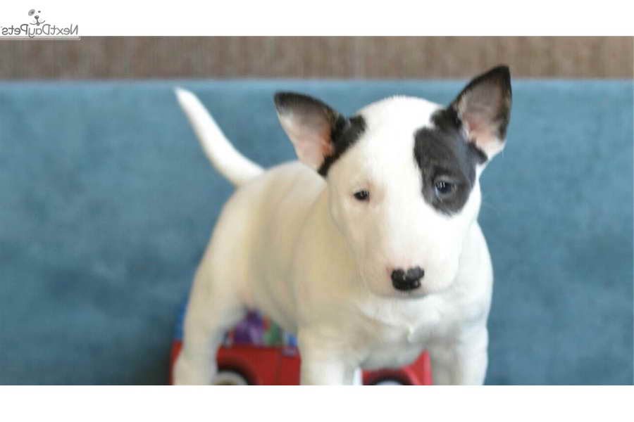 Bull Terrier Puppies Ny