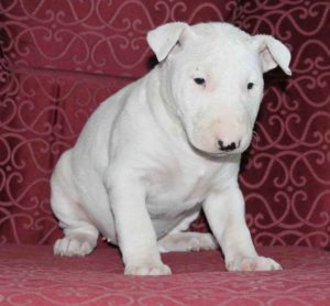 Bull Terrier Puppies Pennsylvania