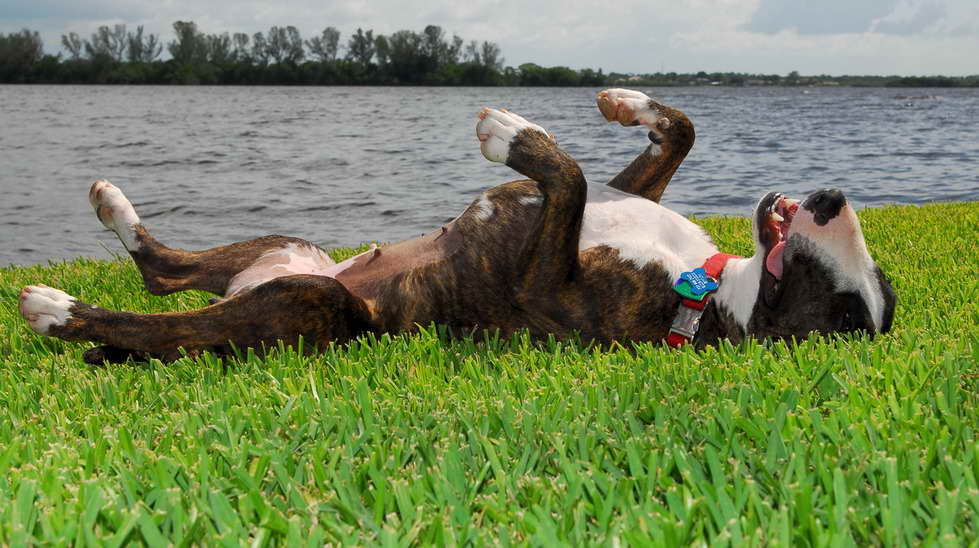 Bull Terrier Rescue Florida