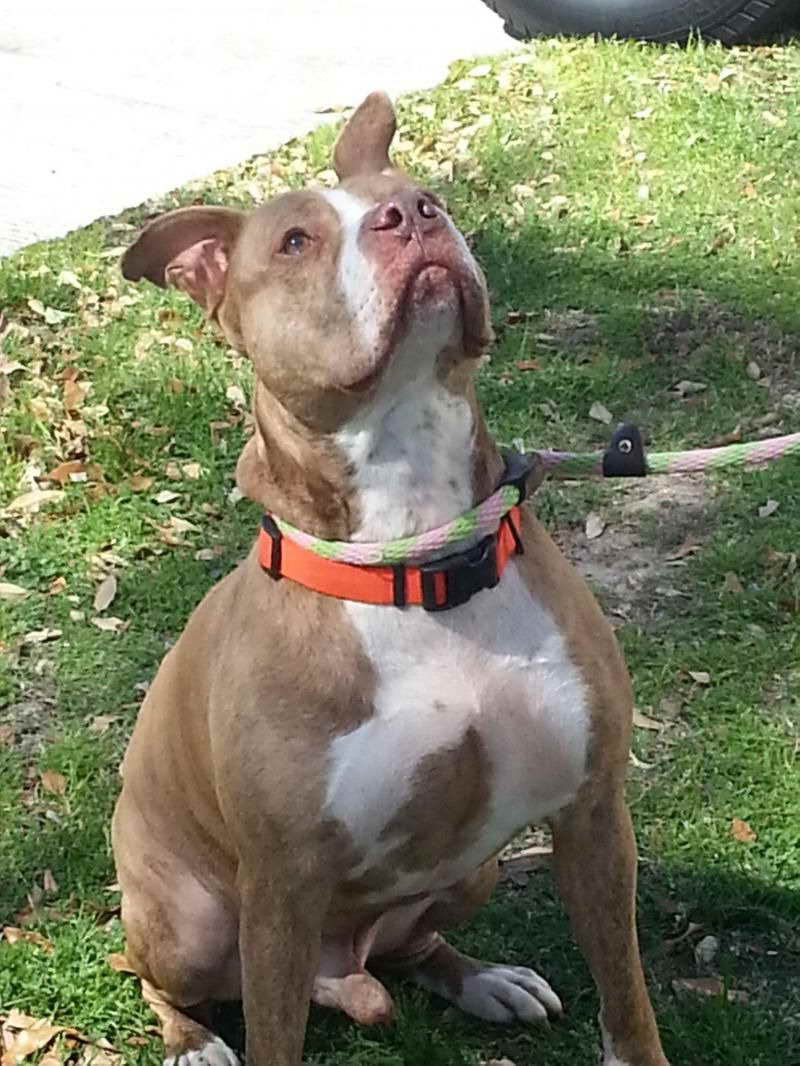 Bull Terrier Rescue Houston PETSIDI