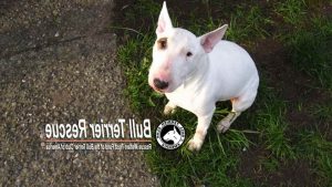 Bull Terrier Rescue Massachusetts