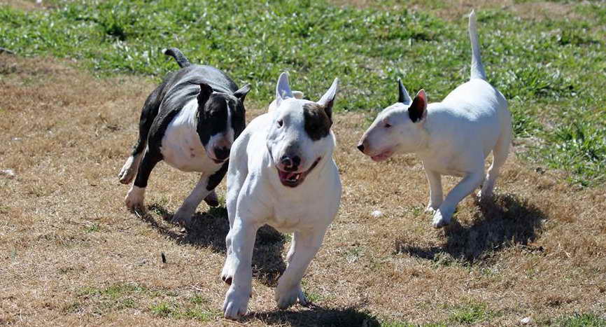 Bull Terrier Rescue Oklahoma