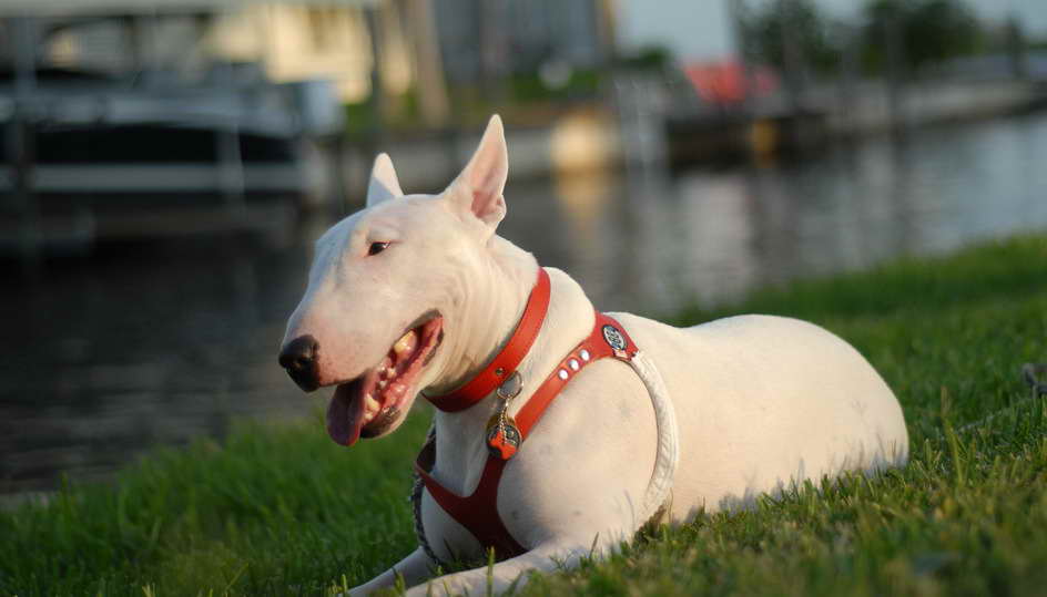 Bull Terrier Rescue South Florida