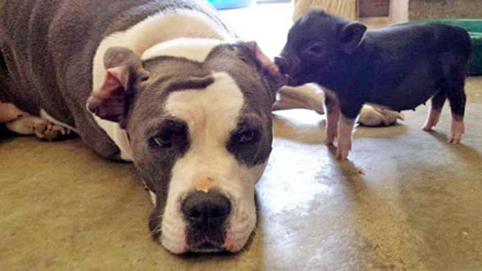 Bull Terrier Rescue Va