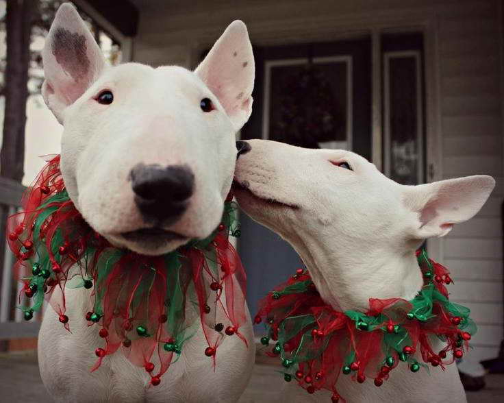 Bull Terrier Rescue Virginia