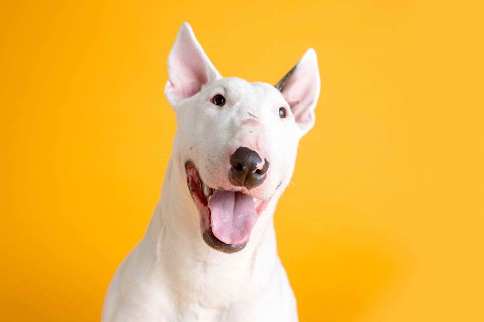 Bull Terrier Rescue Wi