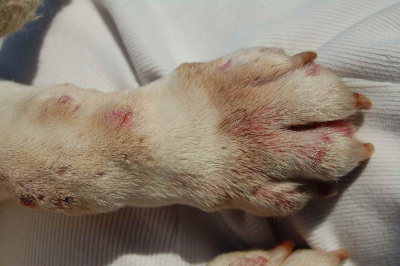 Bull Terrier Skin Problems