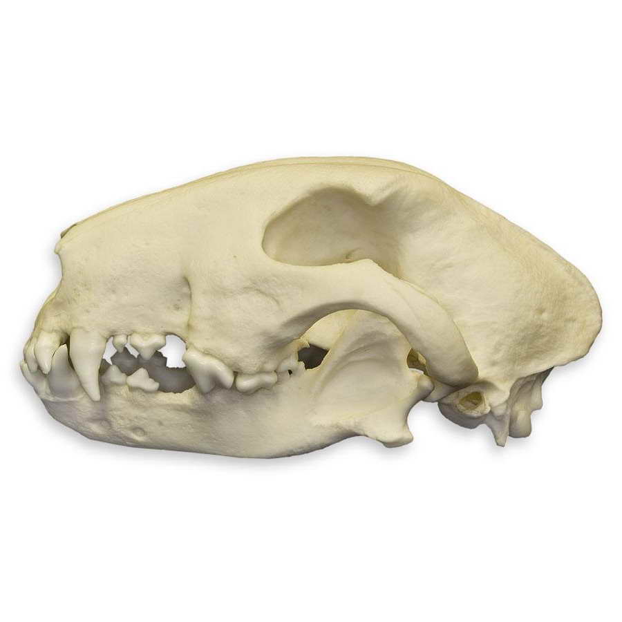 Bull Terrier Skull