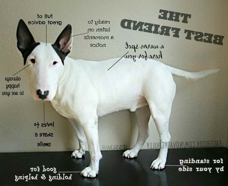 Bull Terrier Stuff