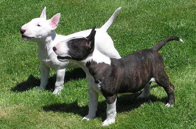 Bull Terrier Toy