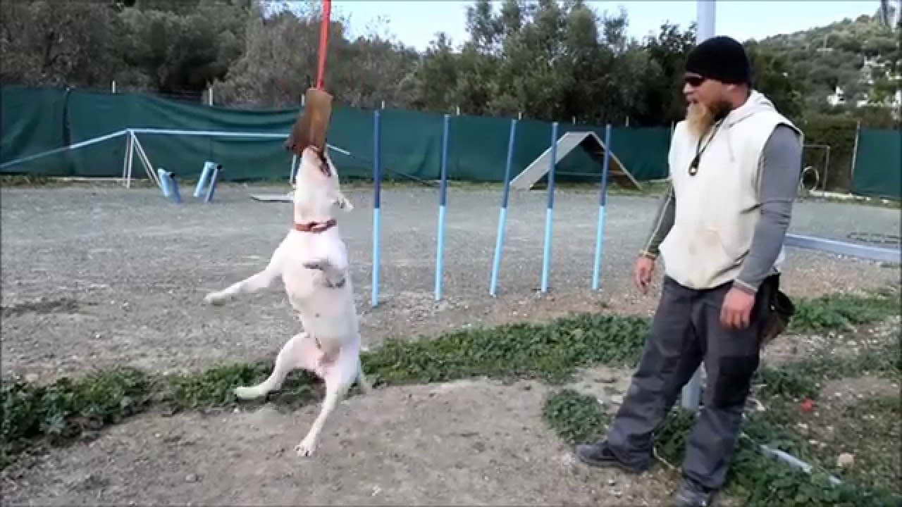 Bull Terrier Training