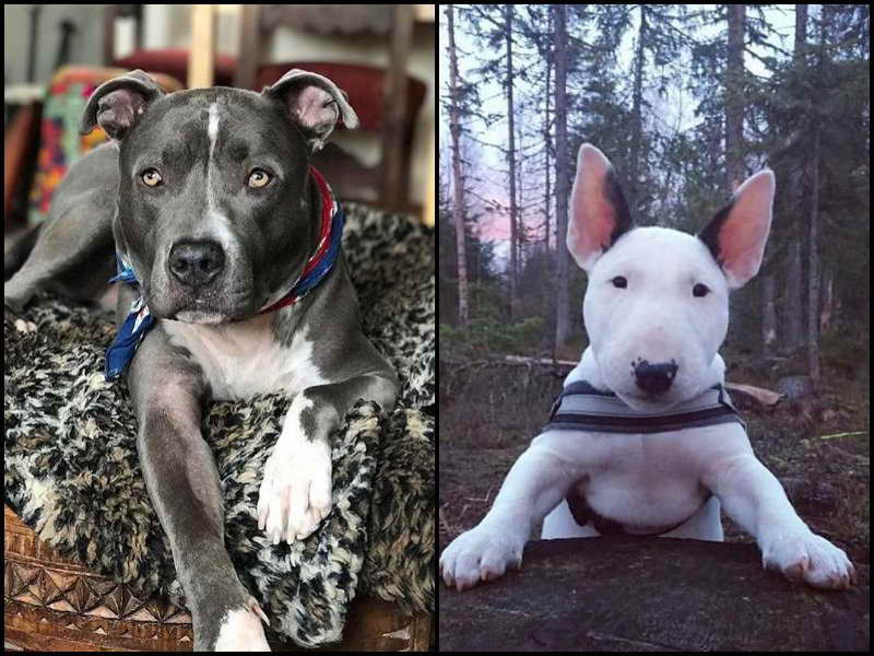 Bull Terrier Vs Pitbull