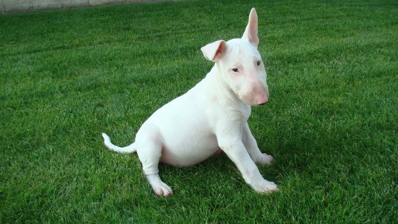 Bull Terrier White