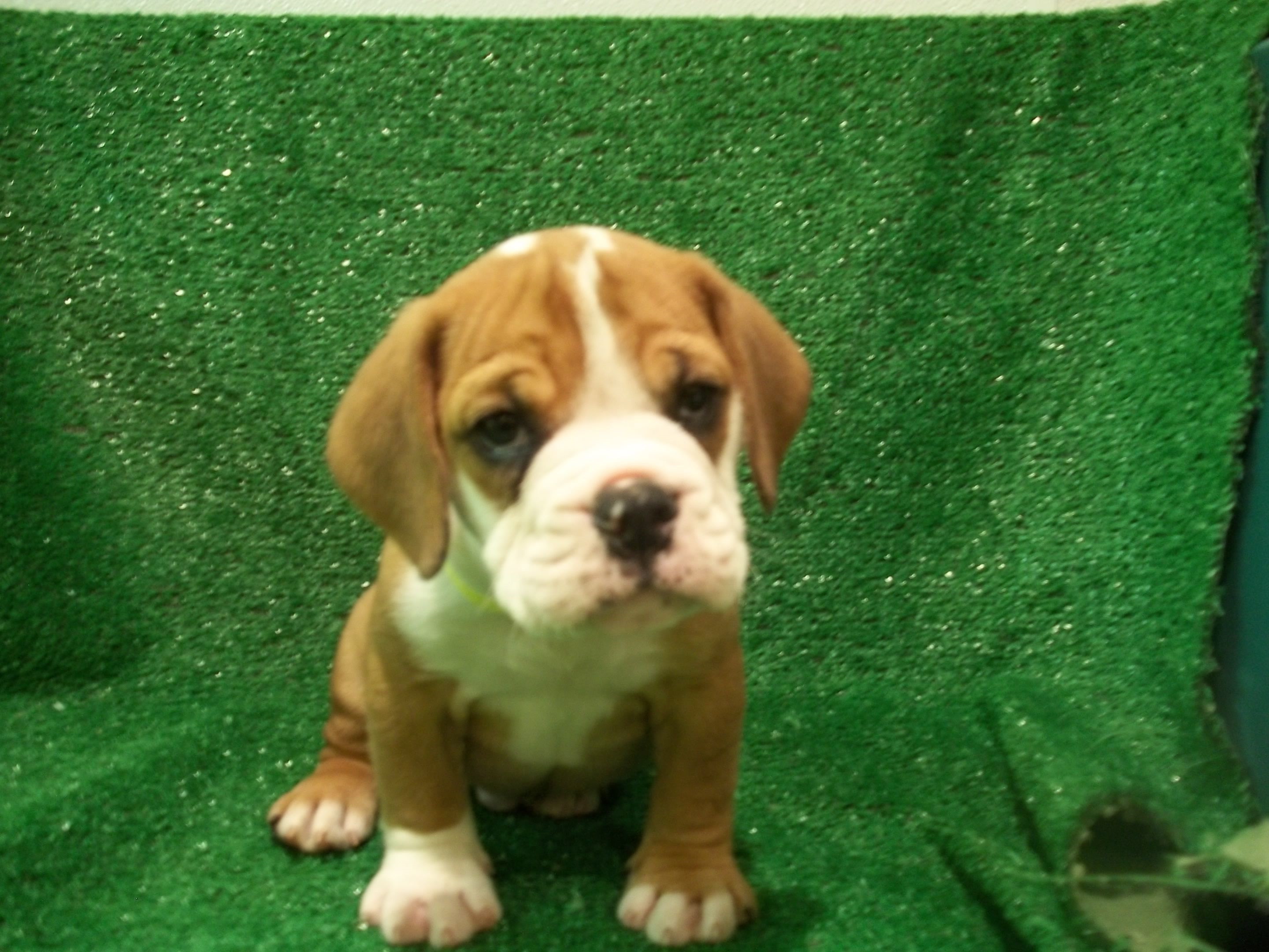 Bulldog Beagle Mix Puppies For Sale PETSIDI
