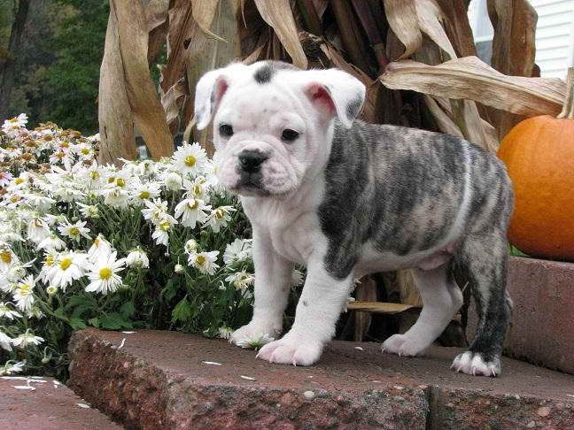 Bulldog Boston Terrier Mix Puppies Sale