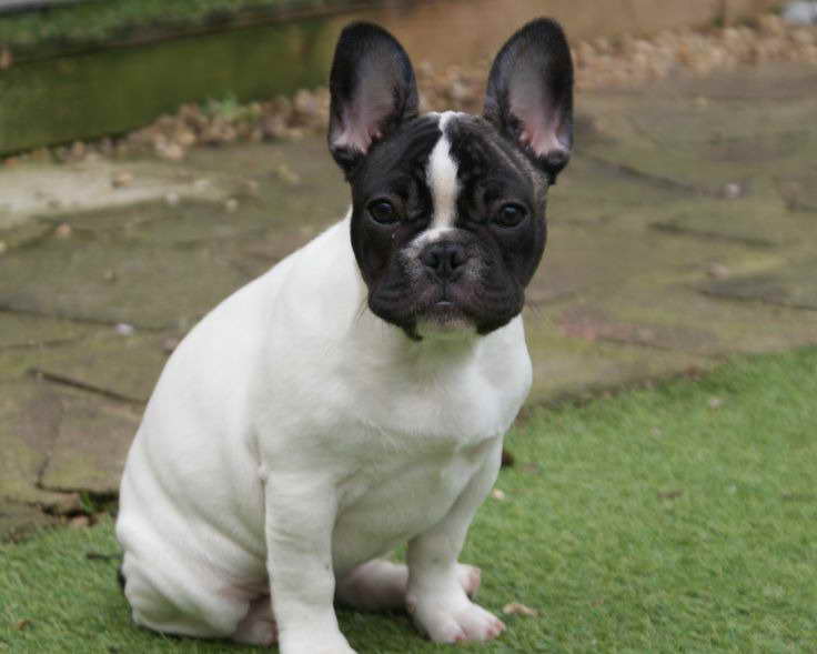 Bulldog Boston Terrier Puppies