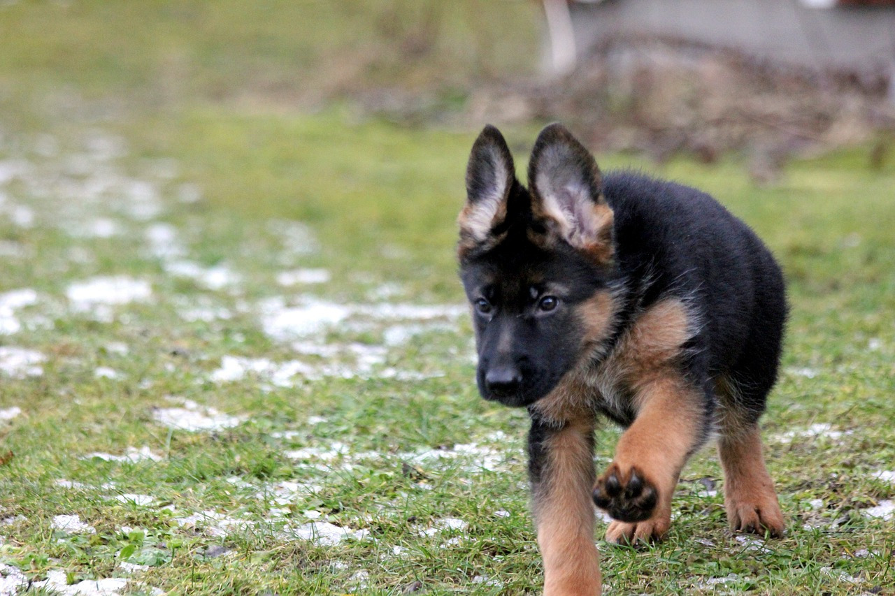 Buy A German Shepherd Puppy