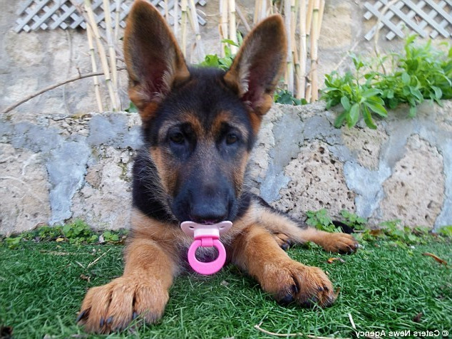 Buy Baby German Shepherd