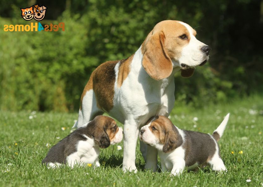 Buy Beagle Dog