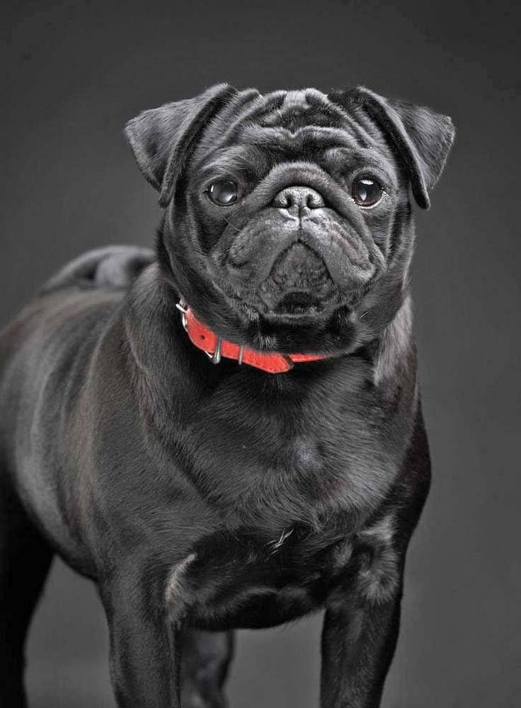 Buy Black Pug