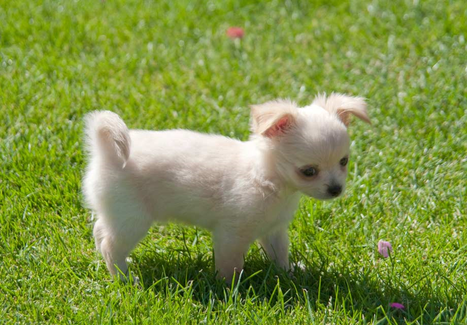 Buy Chihuahua Puppies