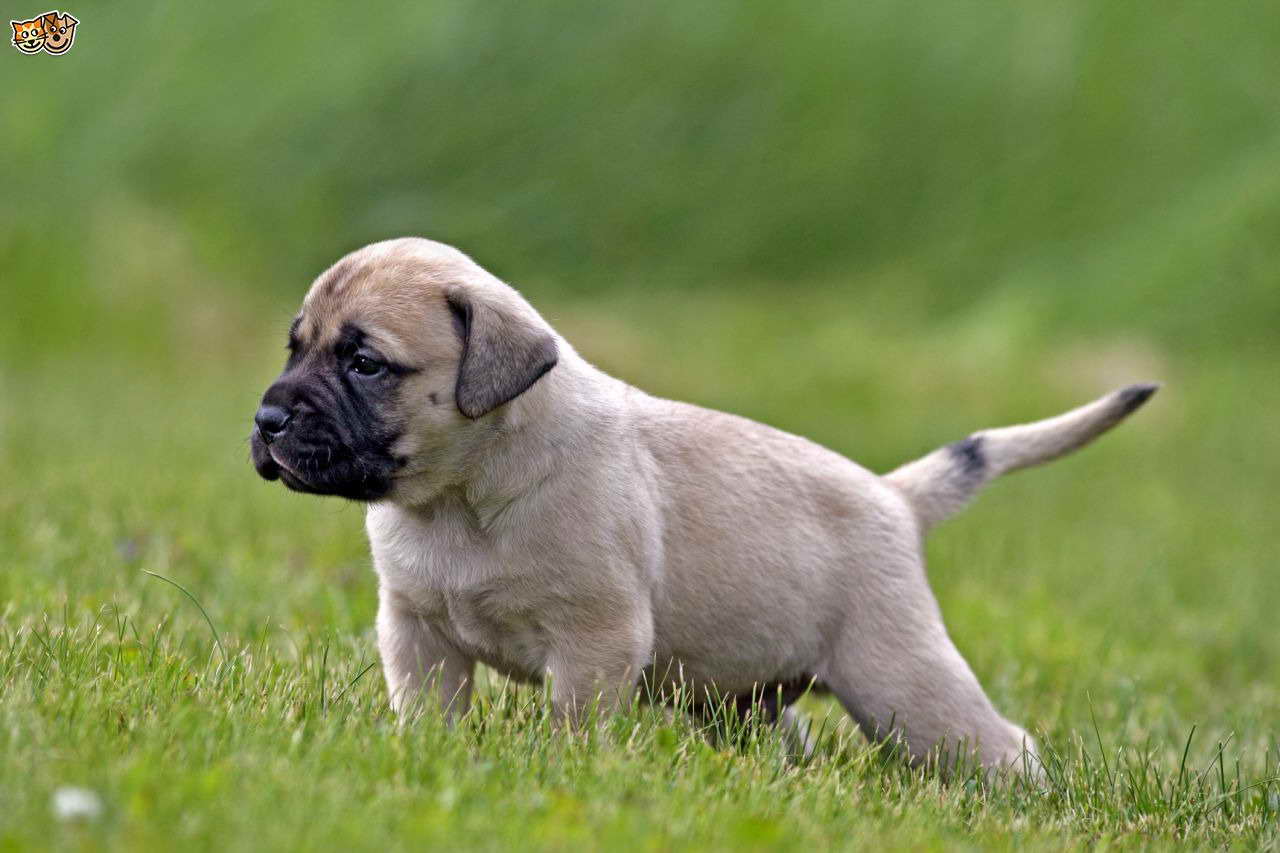 Buy English Mastiff