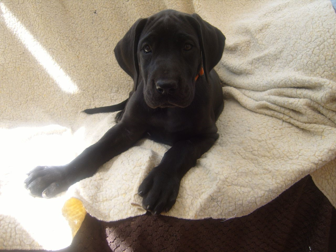 Buy Great Dane Puppies