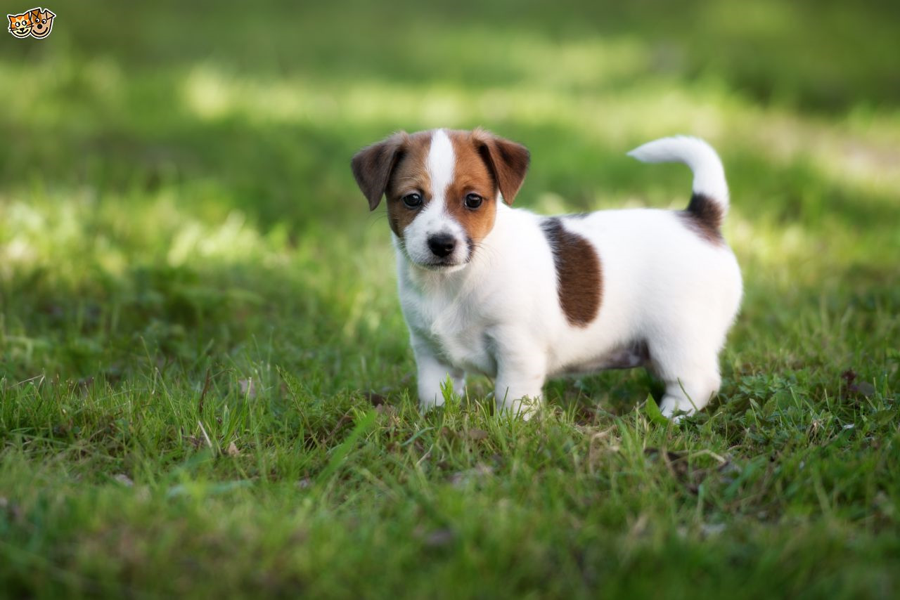 Buy Jack Russell Puppy