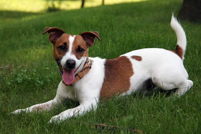 Buy Jack Russell Terrier Puppy