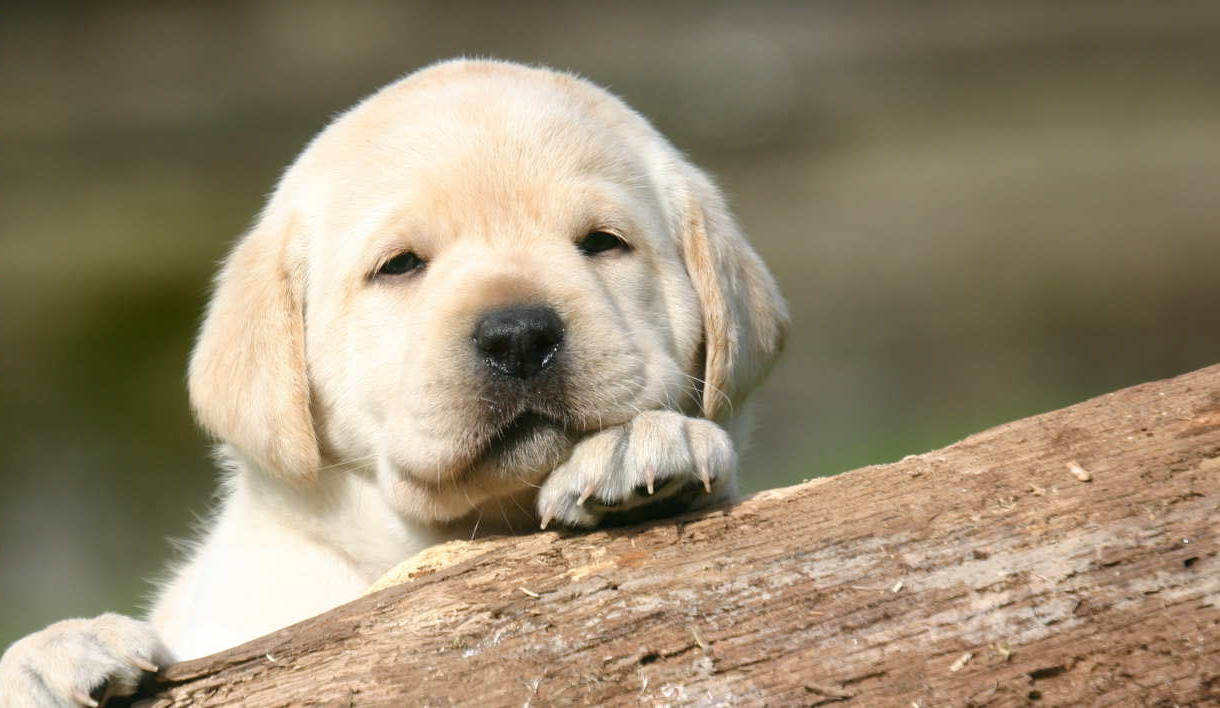 Buy Labrador Pup