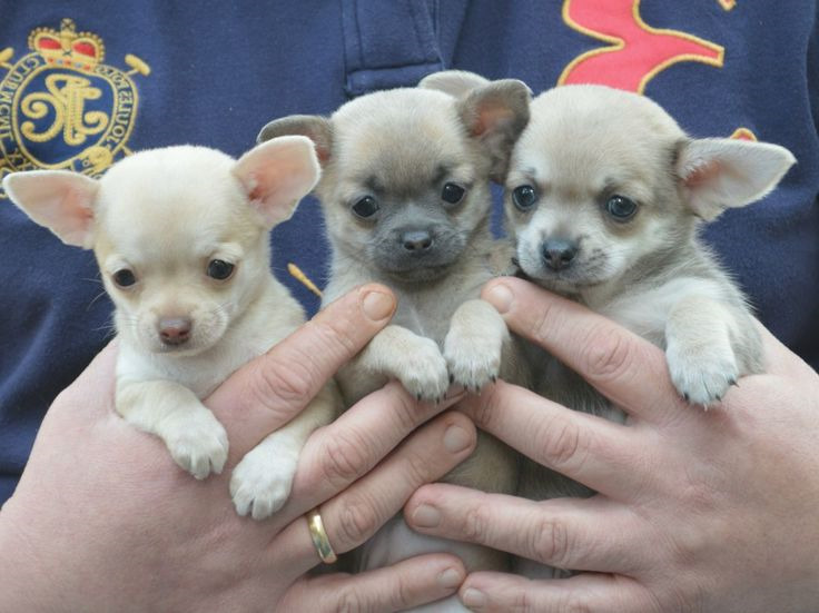 Buy Teacup Chihuahua