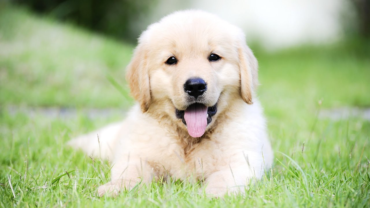 Buying A Golden Retriever Pup