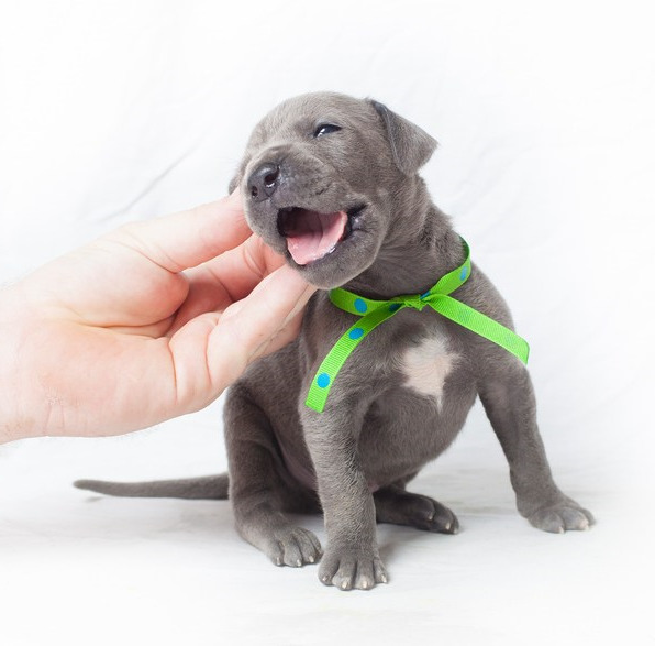 Buying A Great Dane Puppy